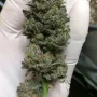 Семена конопли Blue Gelato 41 от Barney's Farm
